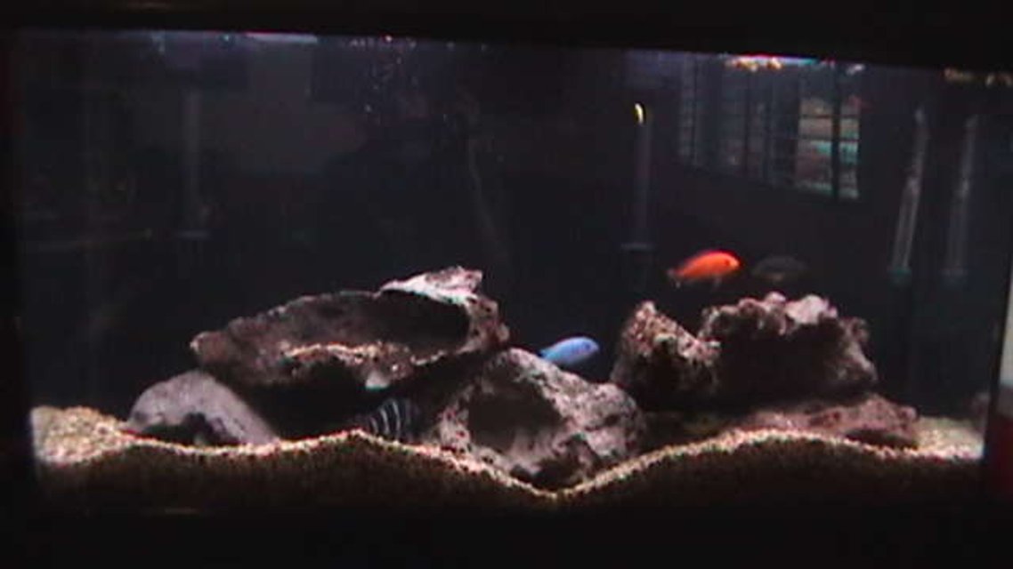 Rated #2919: 45 Gallons Freshwater Fish Tank - 45 Gallon African Cichlid Aquarium