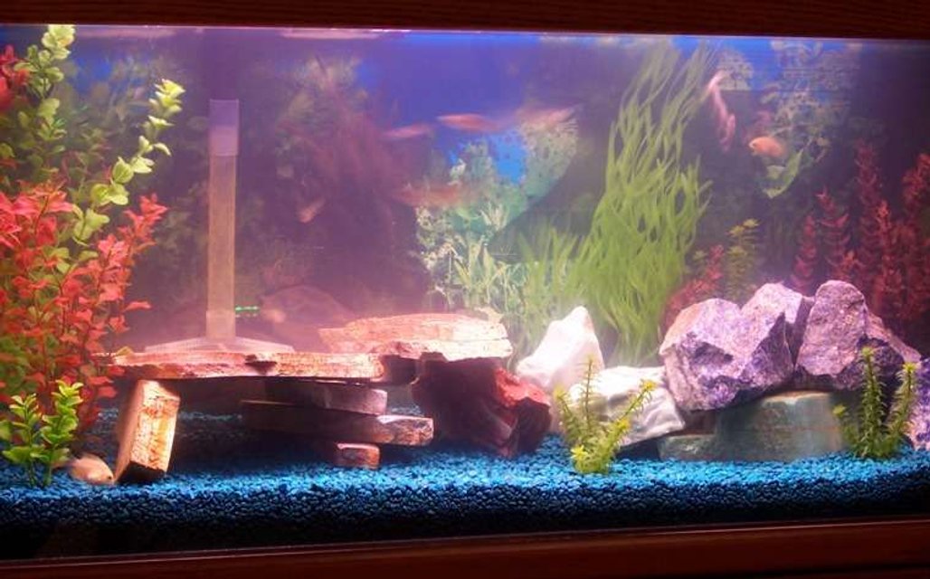 Rated #3813: 55 Gallons Freshwater Fish Tank - My tank.