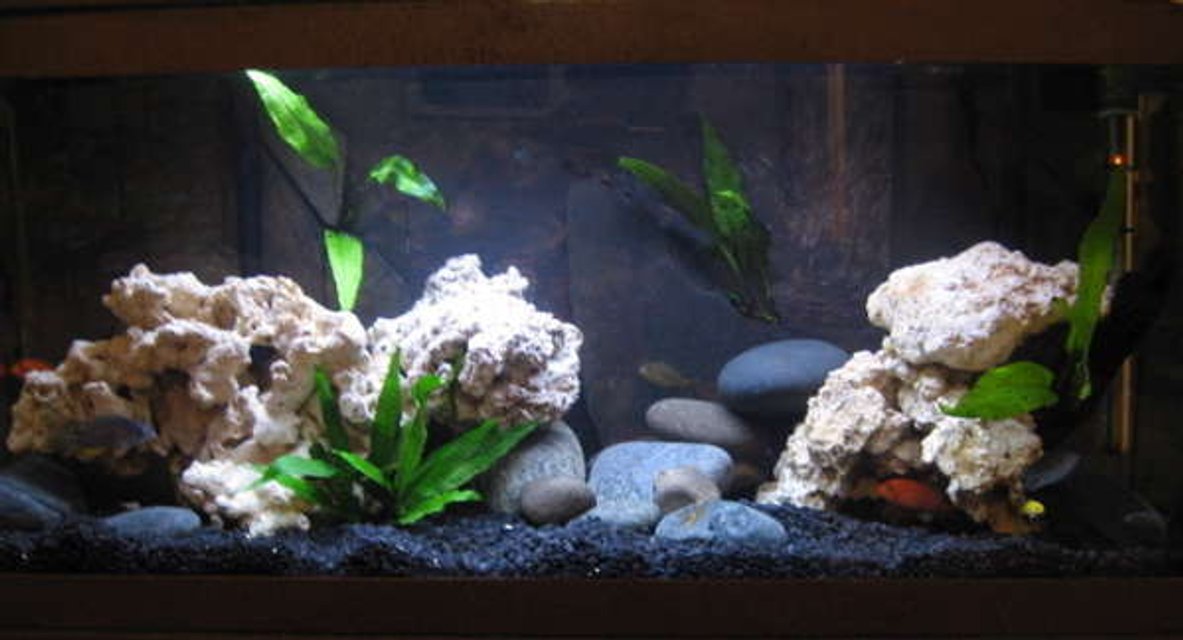 Rated #2320: 32767 Gallons Freshwater Fish Tank - here is an updated photo of this tank.  no more plastic plant.  added java fern.