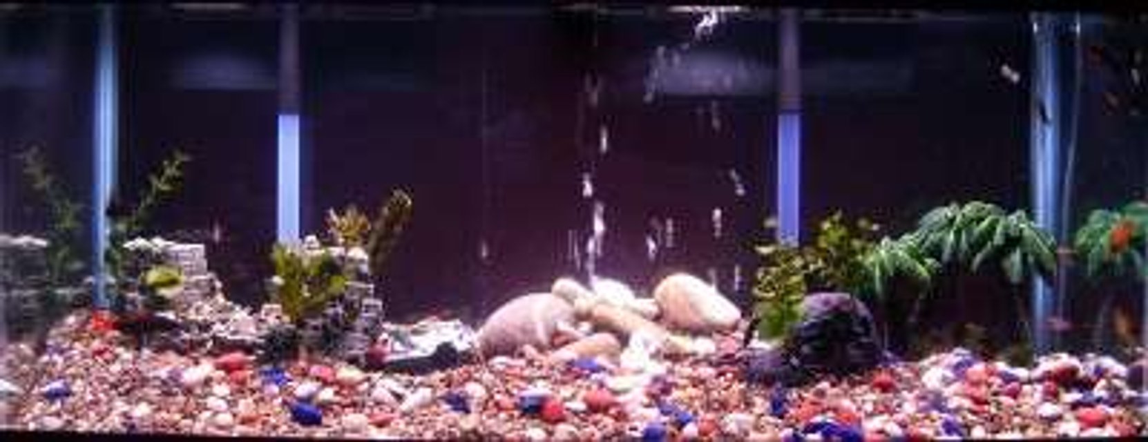 Rated #3919: 75 Gallons Freshwater Fish Tank - Apparently the fish are camera shy!