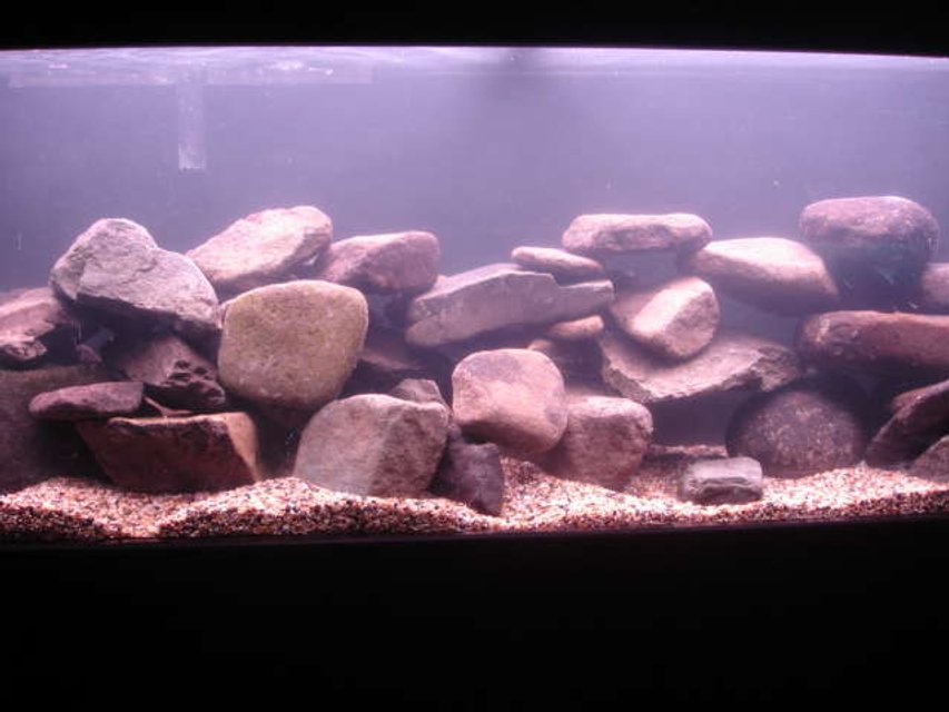 Rated #2490: 50 Gallons Freshwater Fish Tank - Malawi tank 1 hour old with no fish yet :(