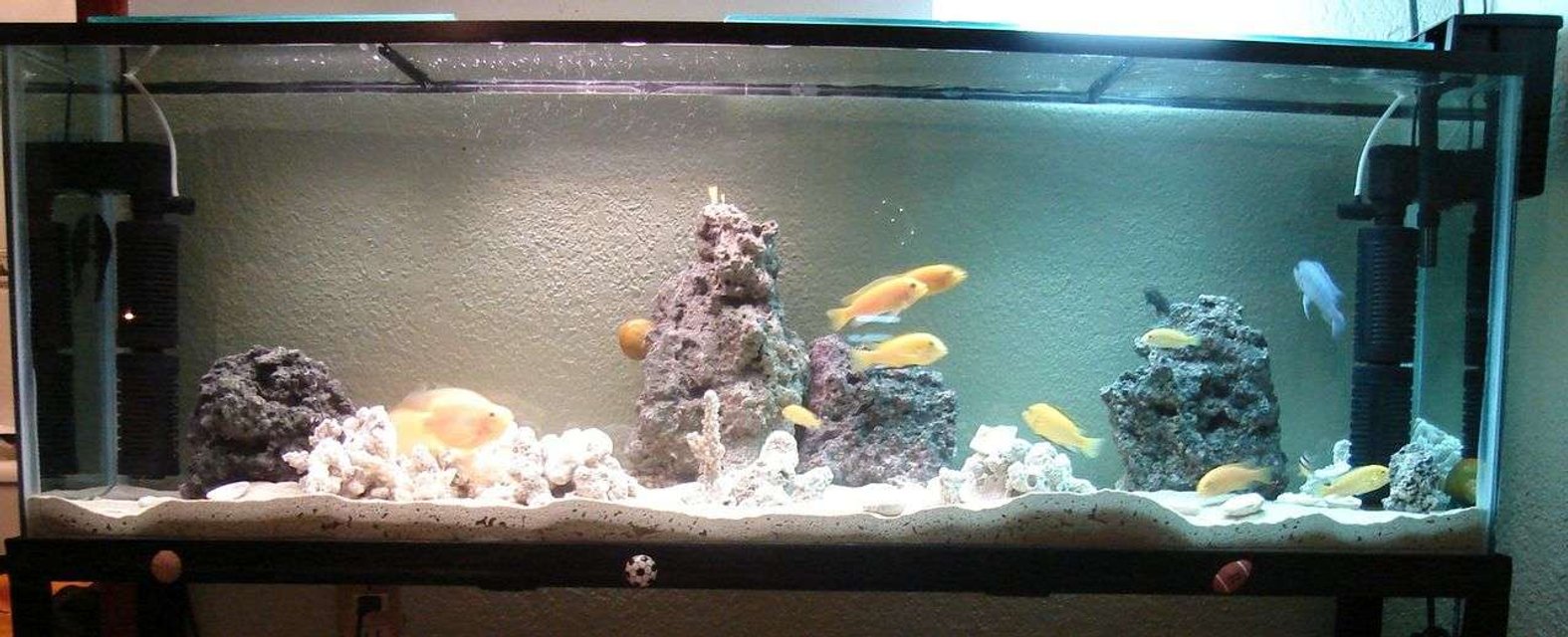 Rated #379: 45 Gallons Freshwater Fish Tank - modificacion de mi acuario, acabo de limpiarlo y le hice algunos cambios espero les guste.