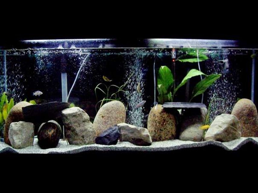 Rated #1580: 55 Gallons Freshwater Fish Tank - 55gl freshwater cichlids