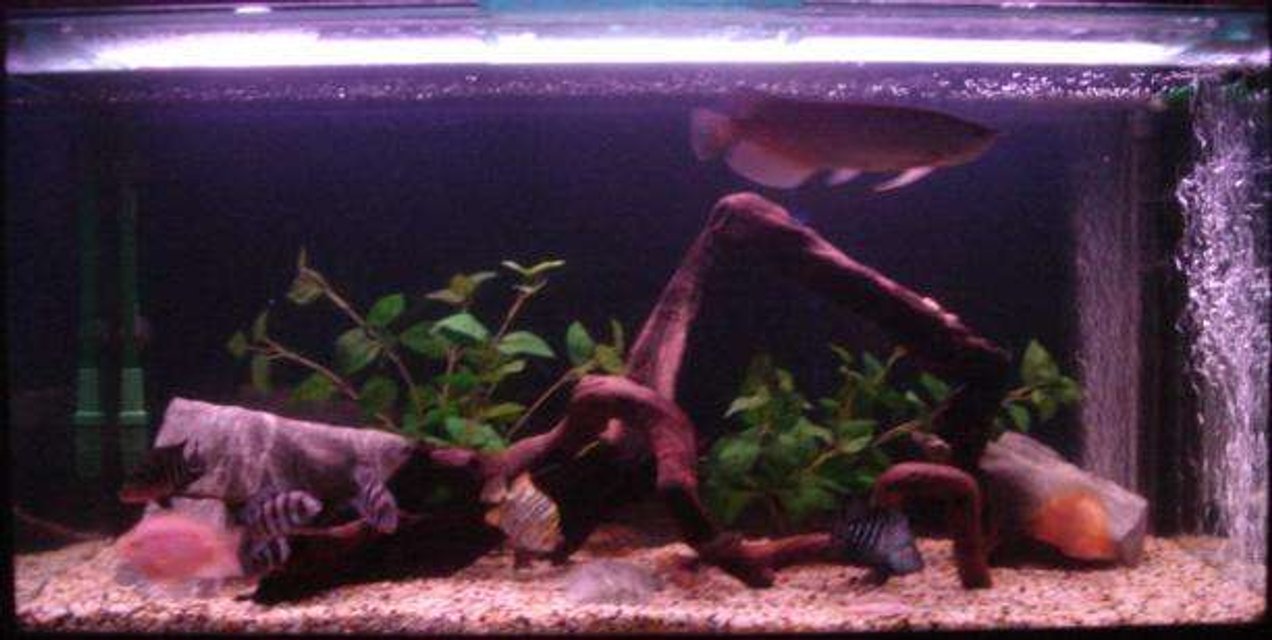 Rated #2591: 120 Gallons Freshwater Fish Tank - my tank