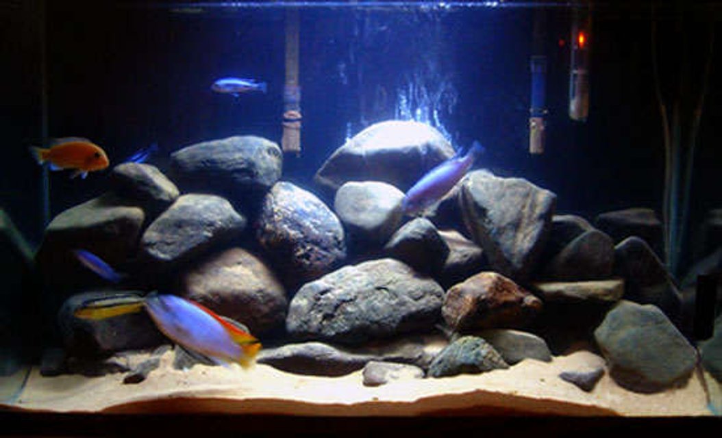 Rated #1611: 29 Gallons Freshwater Fish Tank - Mbuna