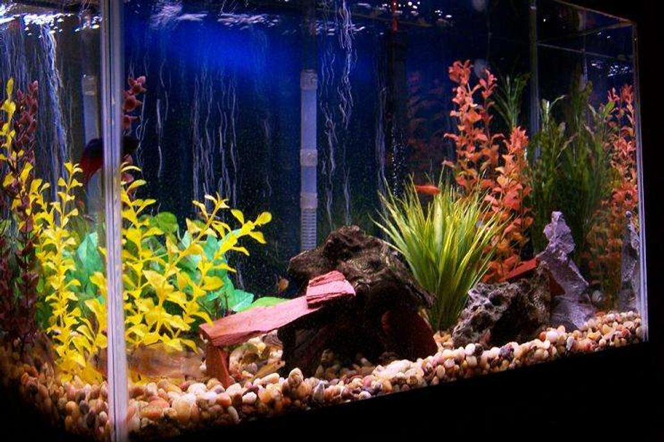 Rated #2639: 29 Gallons Freshwater Fish Tank - 29 gallon