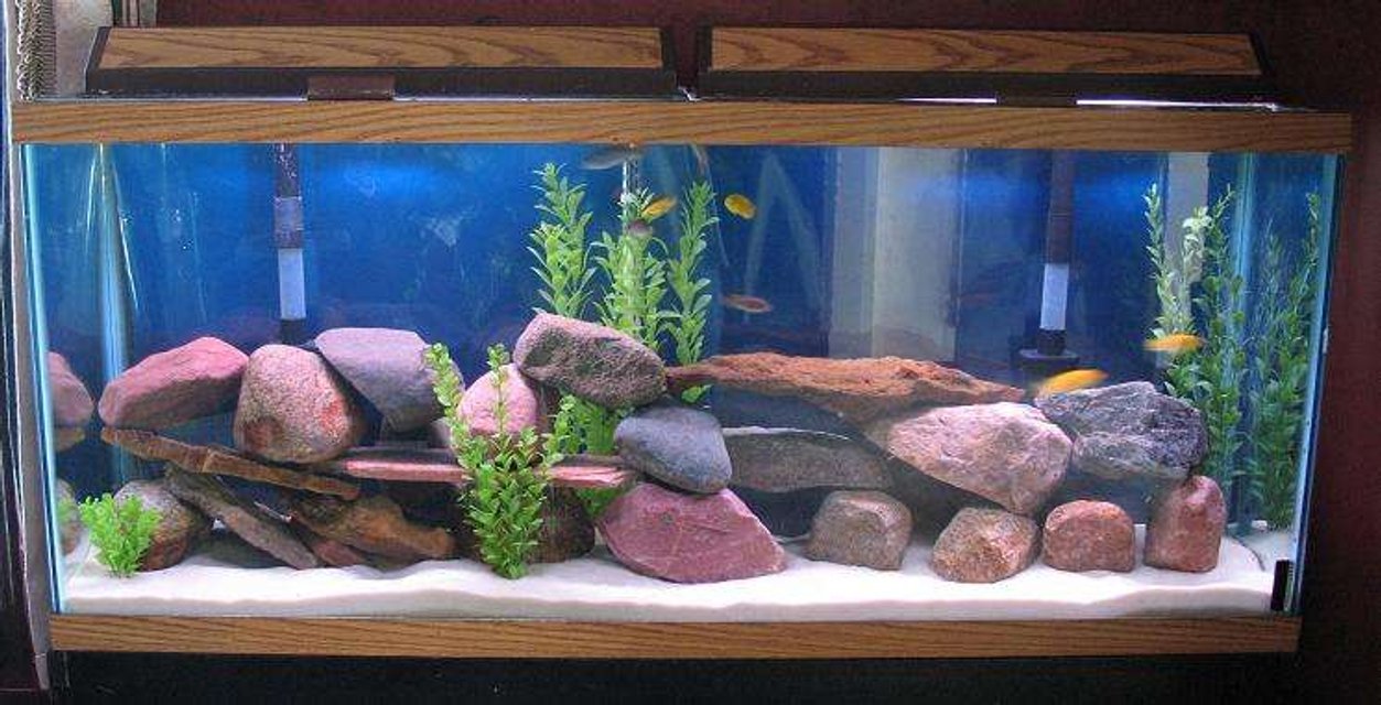 Rated #1571: 135 Gallons Freshwater Fish Tank - 55 african mbuna tank