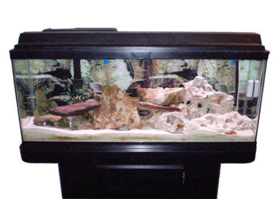 Rated #3082: 55 Gallons Freshwater Fish Tank - 55 gal African Cichlid Tank