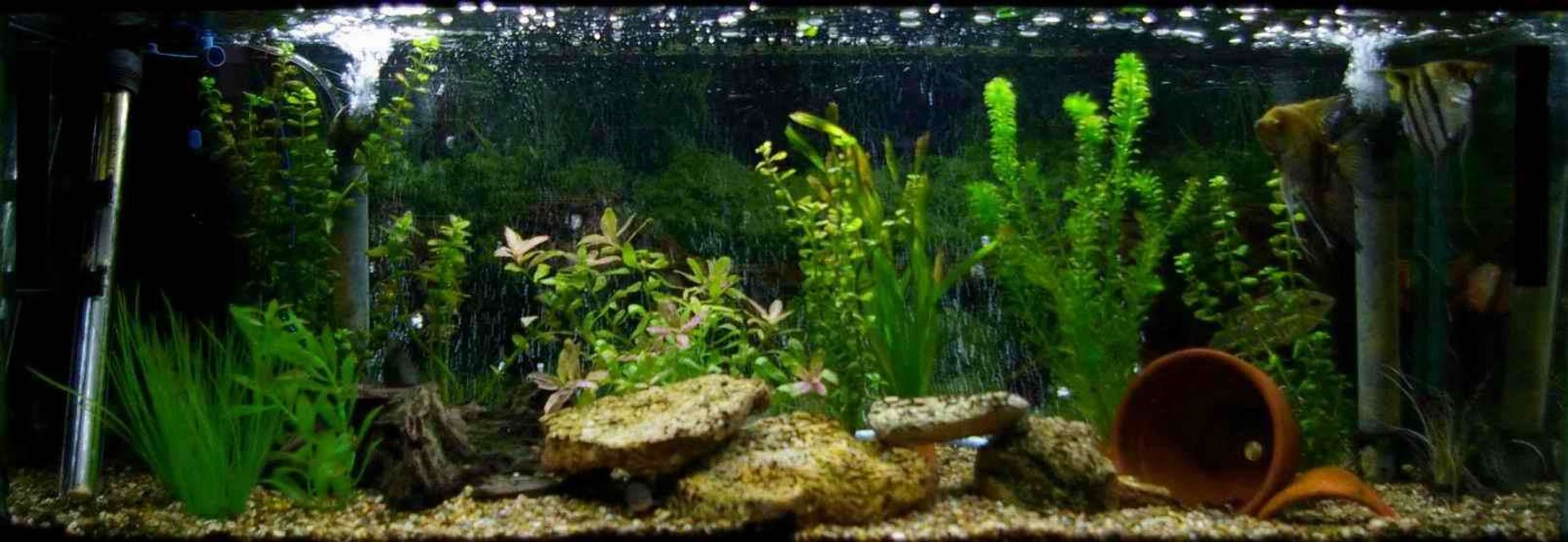 Rated #2223: 22 Gallons Freshwater Fish Tank - My 3ft Tropical Community Tank
