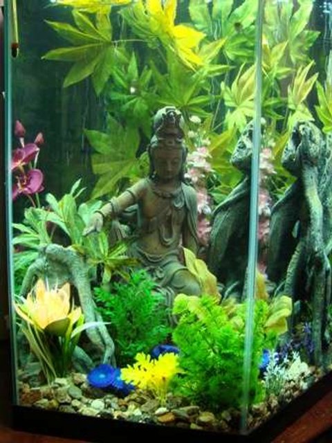 Rated #2657: 35 Gallons Freshwater Fish Tank - Old world with new growth