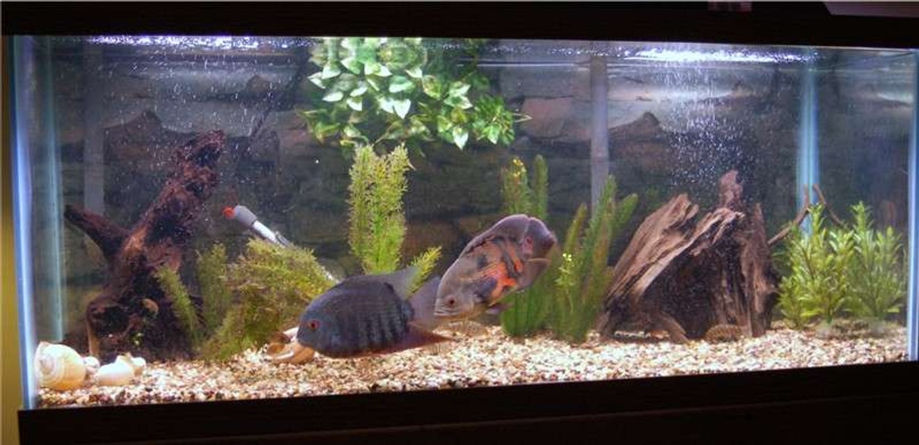 Rated #2358: Freshwater Fish Tank - 75g; gravel substrate; driftwood; artificial plants; oscar; severum; sailfin plec; loaches