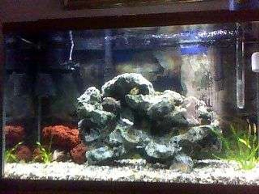 Rated #3415: 29 Gallons Freshwater Fish Tank - my dwarf chiclid tank