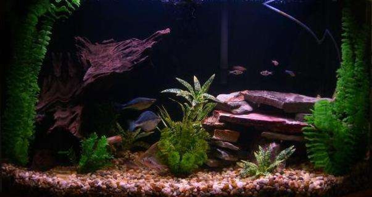 Rated #1949: 45 Gallons Freshwater Fish Tank - My half-wooded setup. 
Had to take one piece of driftwood out to get clearer water. I'm pretty happy with it- and the fishies are really happy :)