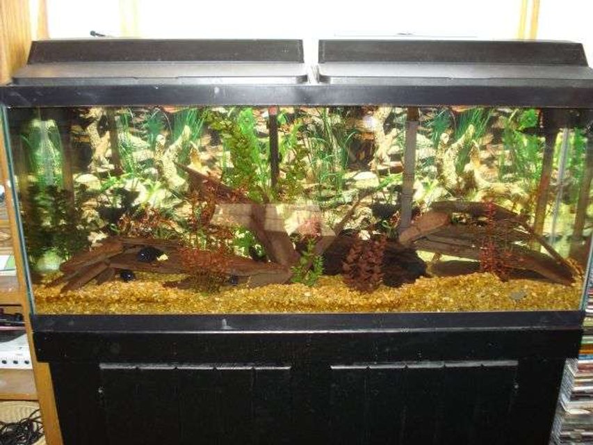 Rated #3237: 55 Gallons Freshwater Fish Tank - my 55 gal look at all the evil eyes