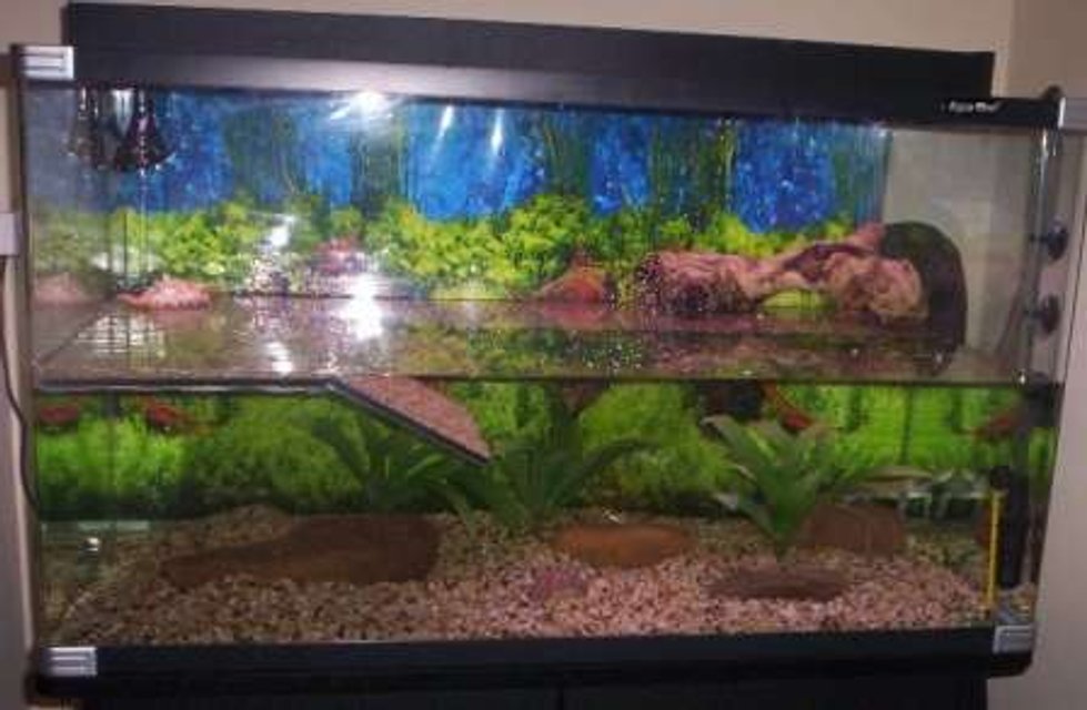 Rated #4109: 24 Gallons Freshwater Fish Tank - My turtle tank