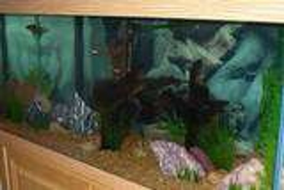 Rated #4144: 75 Gallons Freshwater Fish Tank - 75 Gal Freshwater- Wanted natural tank.  Had to put my foot down on the sunken ship - and won!
Feedback appreciated.