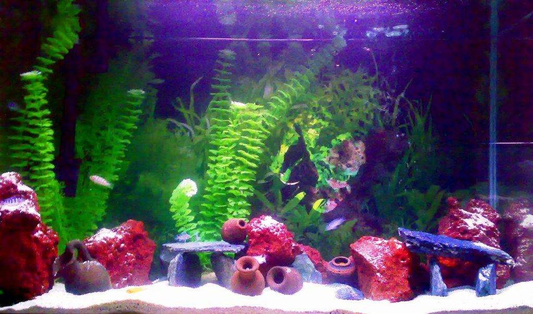 Rated #3610: 30 Gallons Freshwater Fish Tank - My new cichlid tank!