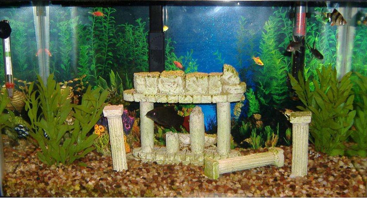 Rated #3964: 10 Gallons Freshwater Fish Tank - 10 gallon w/red tail shark,tiger barb,2 bala sharks, male betta, and a pleco