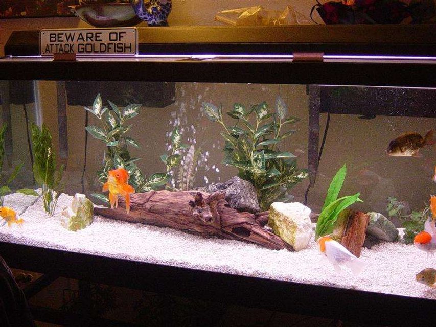 Rated #2819: Freshwater Fish Tank - 75 Gallon All-Glass tank. 2 Aquaclear 110 HOB filters. 36" bubble wand. 48" All-Glass light strip. Goldfish.
