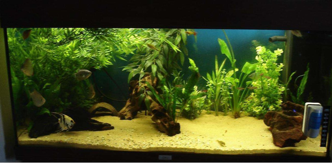 Rated #1910: 40 Gallons Freshwater Fish Tank - My tank