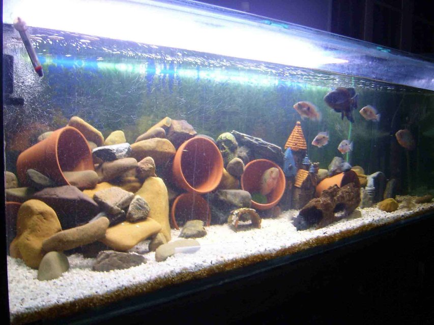 Rated #2985: 179 Gallons Freshwater Fish Tank - 6ft x 2ft x 2ft... 2 x 4ft Fluro Blue Lights... 2 x Aquaclear 500's... 2 x Powerheads... 1 Eheim 2229 Wet/Dry... 2 x 300w heat... Assorted air pumps.... River rocks, pots, gravel,etc etc... 679 liters