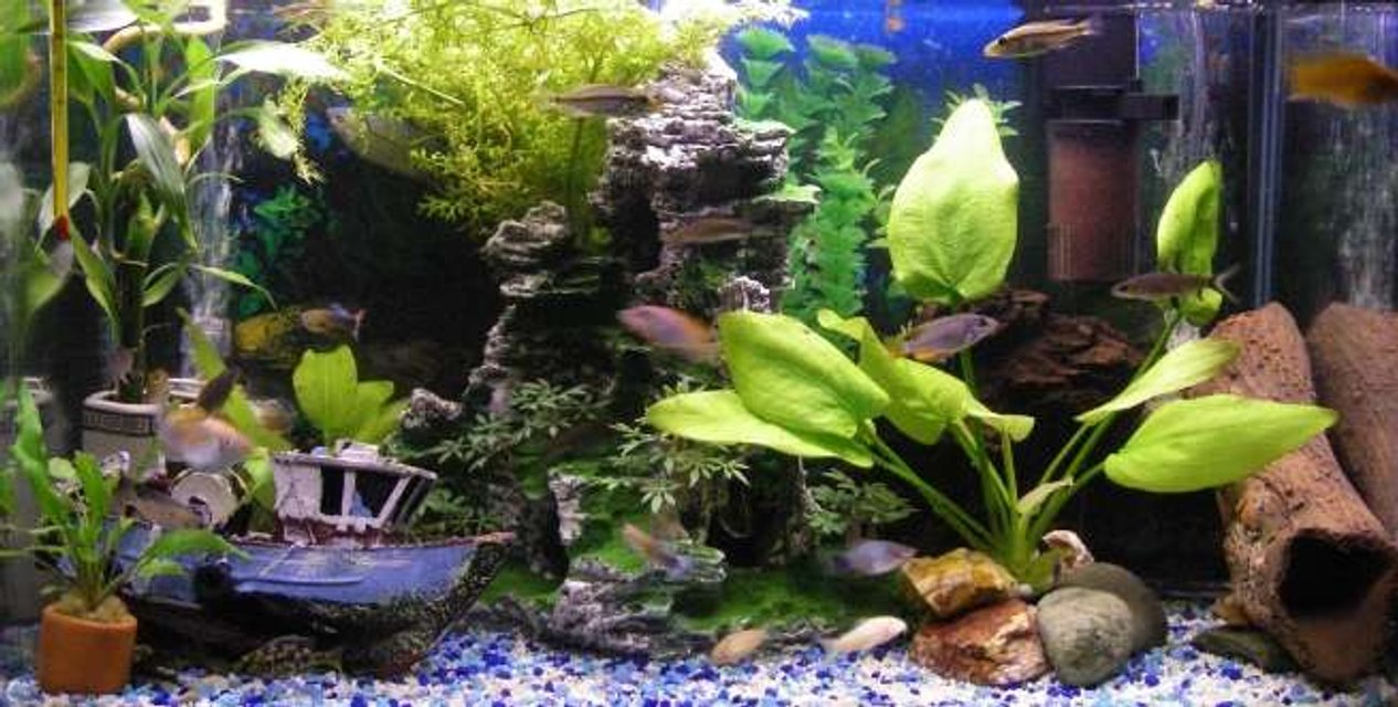 Rated #2458: 20 Gallons Freshwater Fish Tank - My current 2 Foot Freshwater tank.