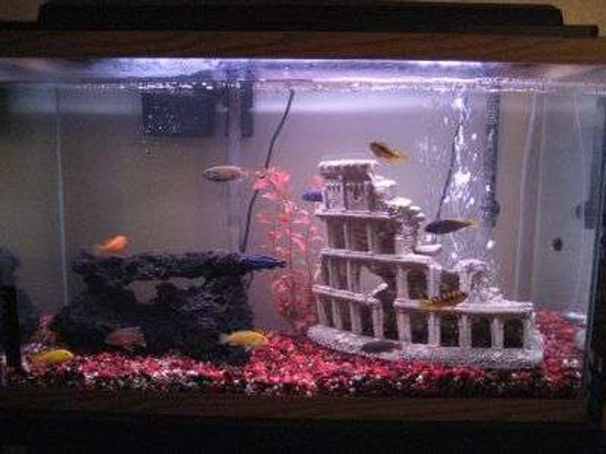 Rated #3554: 30 Gallons Freshwater Fish Tank - 30 GALLON CICHLID TANK