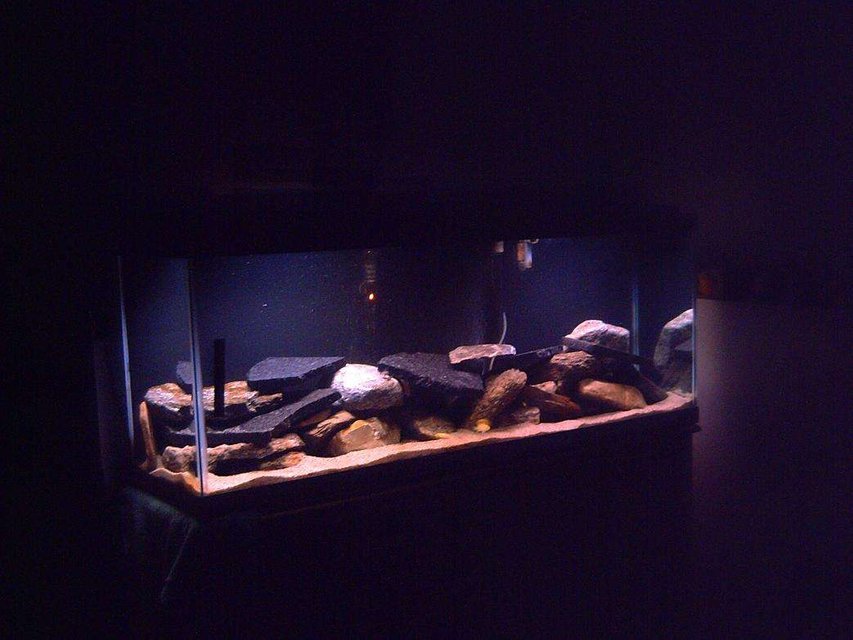 Rated #2452: 52 Gallons Freshwater Fish Tank - 52 gallon freshwater. 
-7 Ps. Demasoni (just lost one)
-4 Labidochromis caeruleus
-Some Granite rocks, some from a local farm
-Playsand
-Fluval 304
-Rena 250 Watt
-2 poor standard 15 watt lights (hopefully getting upgraded)