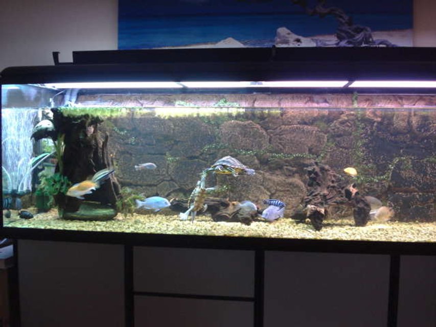 Rated #2932: 190 Gallons Freshwater Fish Tank - turtles and cichlids