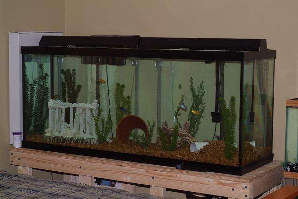 Rated #4070: 120 Gallons Freshwater Fish Tank - My 120 gallon aquarium.