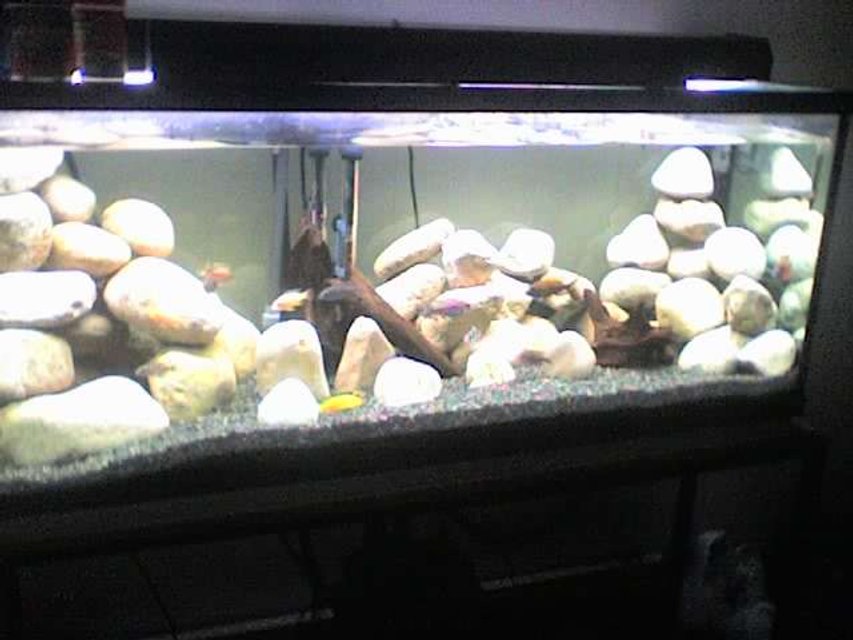 Rated #2829: 65 Gallons Freshwater Fish Tank - umm off my phone so dnt hate to much for the bad quality