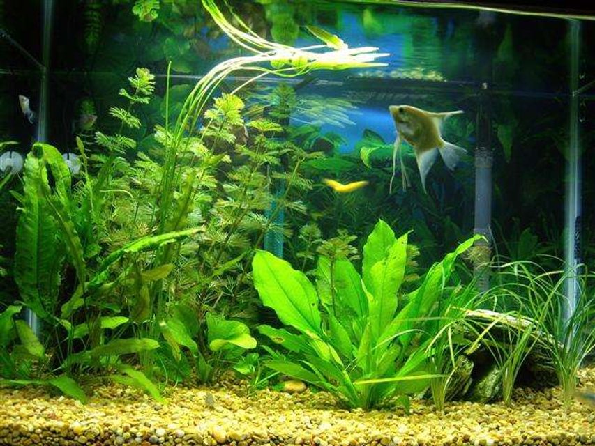 Rated #2259: 20 Gallons Freshwater Fish Tank - 20 Gal Aquarium whit power filter Tetra Whisper 30, no undergrabel filter nor air bubles. Amminia 0, Nitrite 0. 100 W heater, water 78 F.