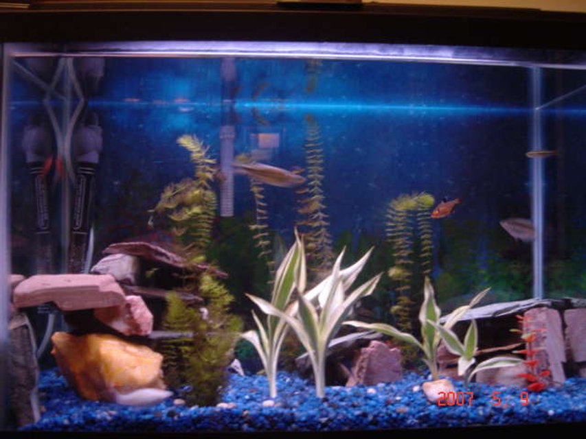 Rated #3258: 50 Gallons Freshwater Fish Tank - this is my fish tank