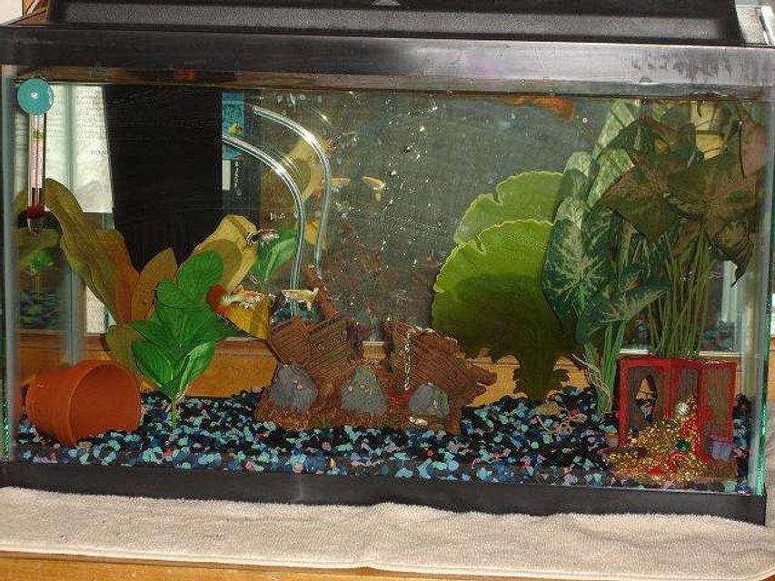 Rated #4139: 10 Gallons Freshwater Fish Tank - pirates theme.  keeping fancy guppies.