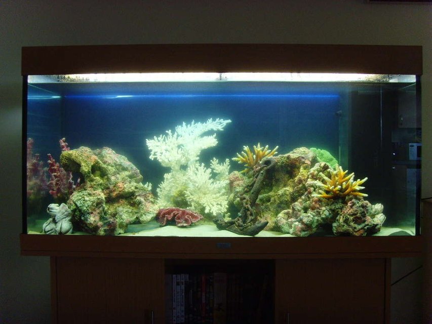 Rated #2659: 80 Gallons Freshwater Fish Tank - My Artificial Coral Reef Tank without fish