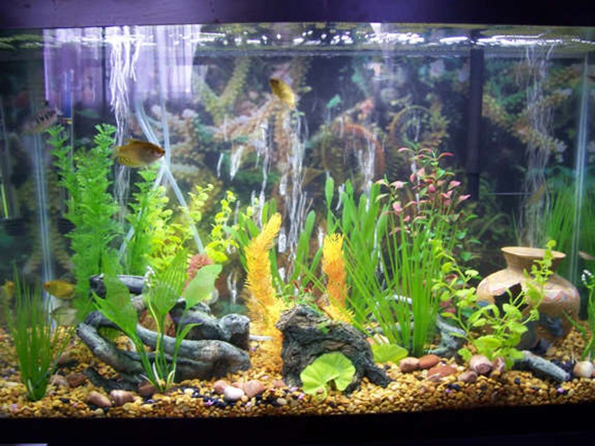 Rated #2437: 29 Gallons Freshwater Fish Tank - This is my 29 gallon tank. All plants are plastic. You can see 3 gold gourami and a pearl gourami hiding in the plants.