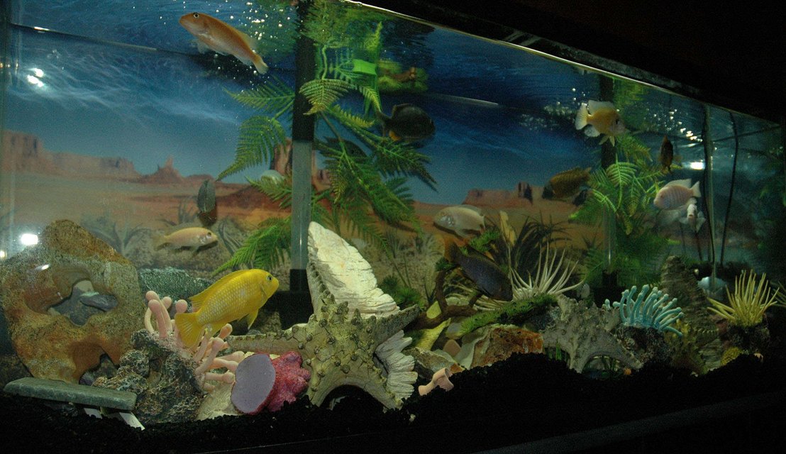 Rated #3199: 55 Gallons Freshwater Fish Tank - this is my 55 gallon Mbuna tank, it's decorated a bit differently then most but I totally love color. ;]