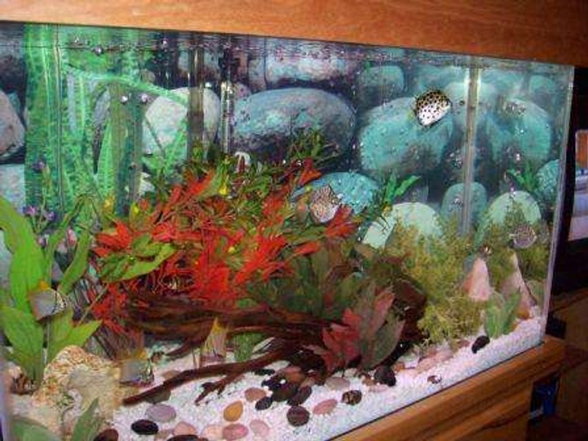 Rated #3363: 29 Gallons Freshwater Fish Tank - 29 gallon, brackish water fish tank with scats, monos, tiger barbs (yes, they all get along) and a pleco.
