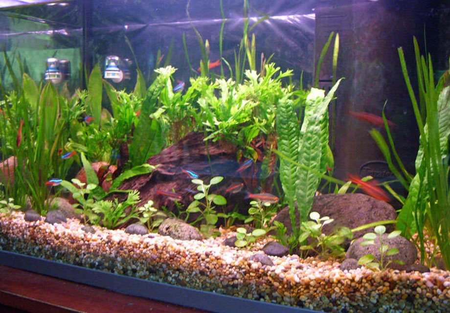 Rated #1883: Freshwater Fish Tank - Communtity Updated