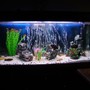 75 gallons freshwater fish tank (mostly fish and non-living decorations) - A Nice Pic of my 75Gal Aquarium