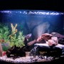 46 gallons freshwater fish tank (mostly fish and non-living decorations) - 46 inch bow front