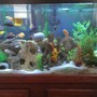 120 gallons freshwater fish tank (mostly fish and non-living decorations) - Assortment of African Cichlids - All from Lake Malawi