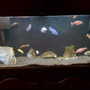 55 gallons freshwater fish tank (mostly fish and non-living decorations) - 55 Gallon