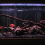 100 gallons freshwater fish tank (mostly fish and non-living decorations) - The tank ornaments and background are all neutral natural colours, keeping the focus on the fish.