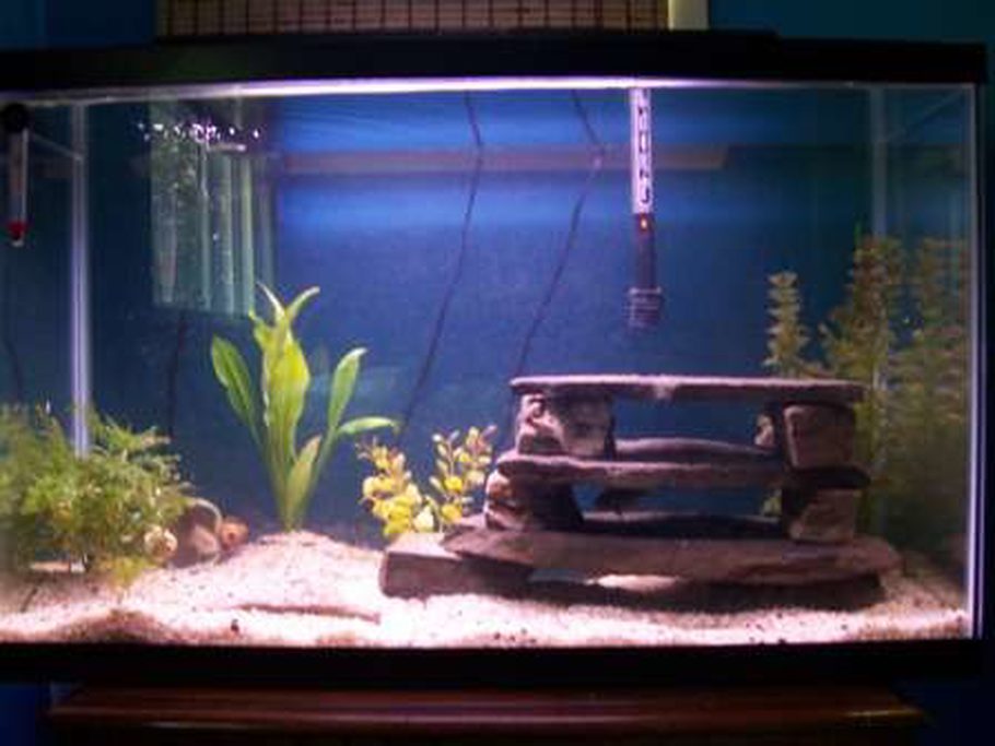 Jpetka S Freshwater Tanks Photo Id 11575 Full Version 29g Firemouth Tank 4 Rocks Stacked For Shelter Few Live Plants Not