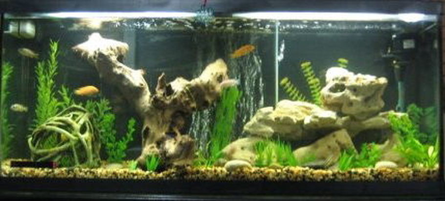Benito Anne S Freshwater Tanks Photo Id 25329 Full Version Cichlid Tank Added Petrified Wood And Some Other Rock Formations