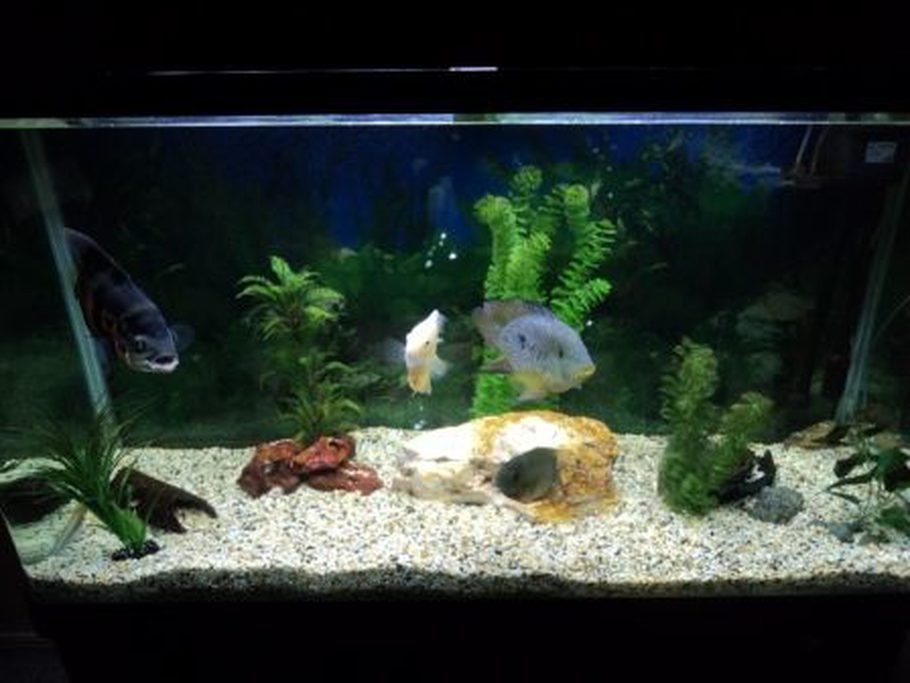 Aussie_Luke's Freshwater Tanks Photo (ID 34980) Full