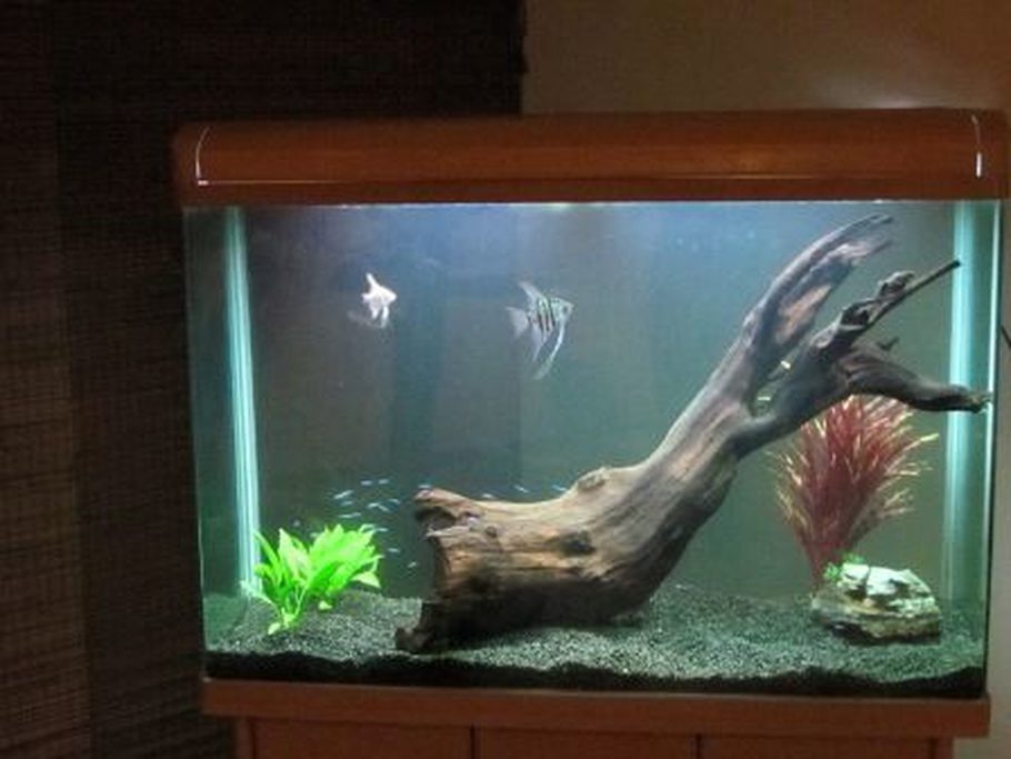 365 gallons fish tanks