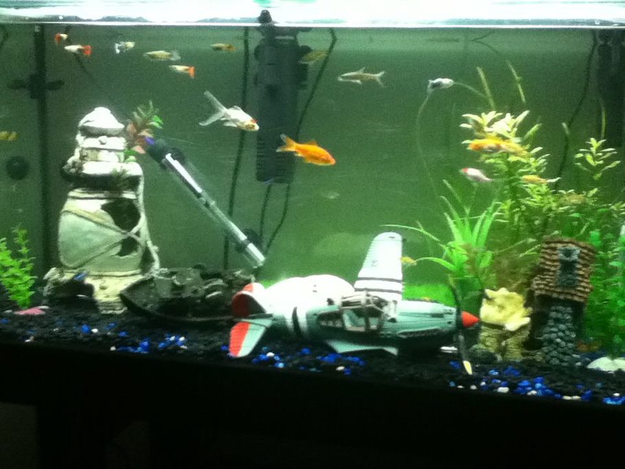 Yabbyman S Freshwater Tanks Details And Photos Photo 36727 Yabbyman S Freshwater Tanks Details And Photos Photo 36727 Ratemyfishtank