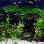 75 gallons planted tank (mostly live plants and fish) - 75 Gallon Diamond Rhom tank